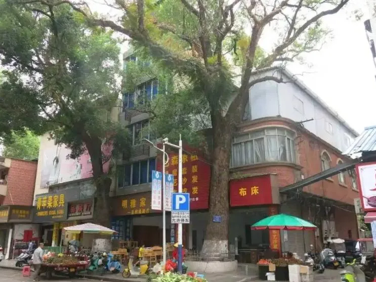 不滿採光被擋！陸男竟下狠手對門前220年古樟樹「灌毒」