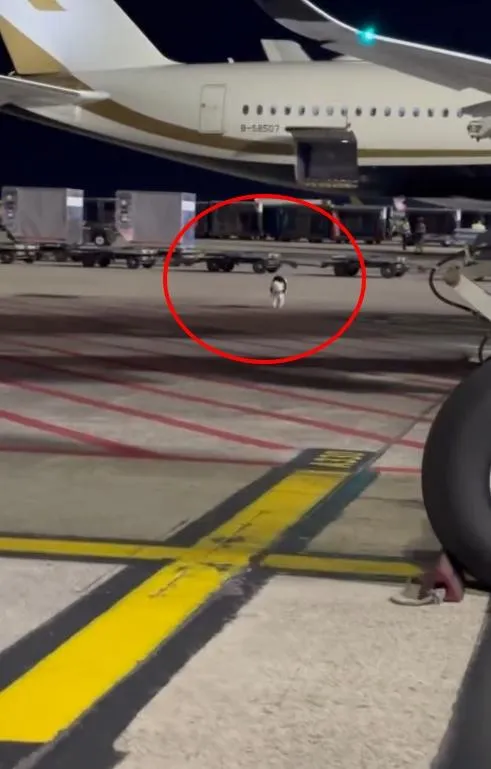 影/桃機託運邊境牧羊犬「越獄」　停機坪人狗大戰2小時收伏