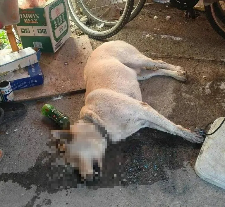 毒餌害命！台中石岡5狗慘死　毛孩拖命見主人最後一面