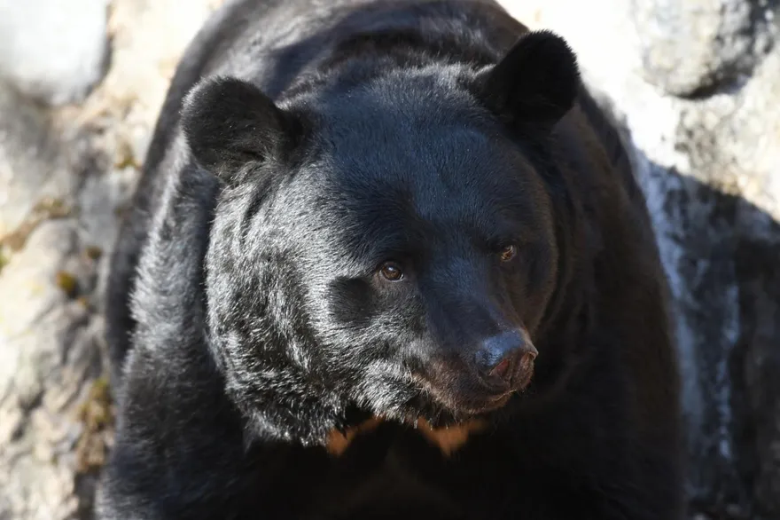 日本熊害嚴重！紐男慢跑遭2黑熊襲擊　手斷腿重傷走1km獲救