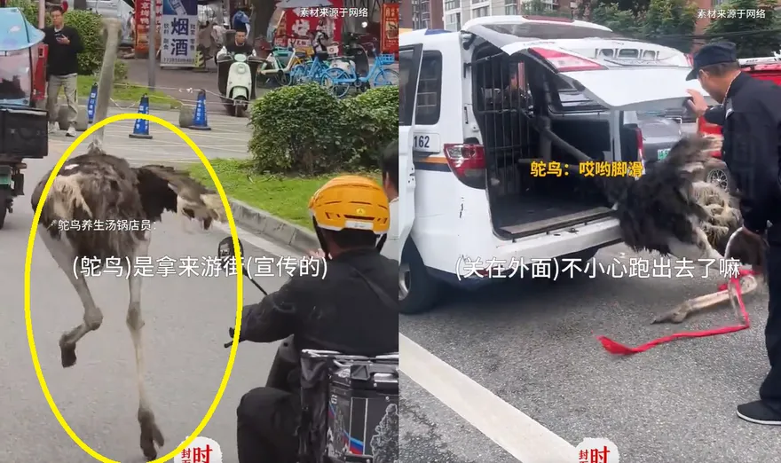 影/驚！2鴕鳥陸街頭「拔腿狂奔」　「越獄」失敗被捉變盤中餐