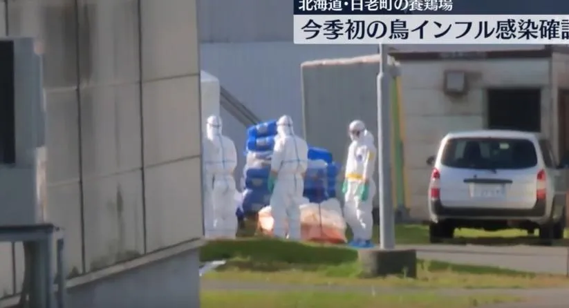 北海道爆發禽流感！入冬首波疫情　將撲殺46萬隻雞