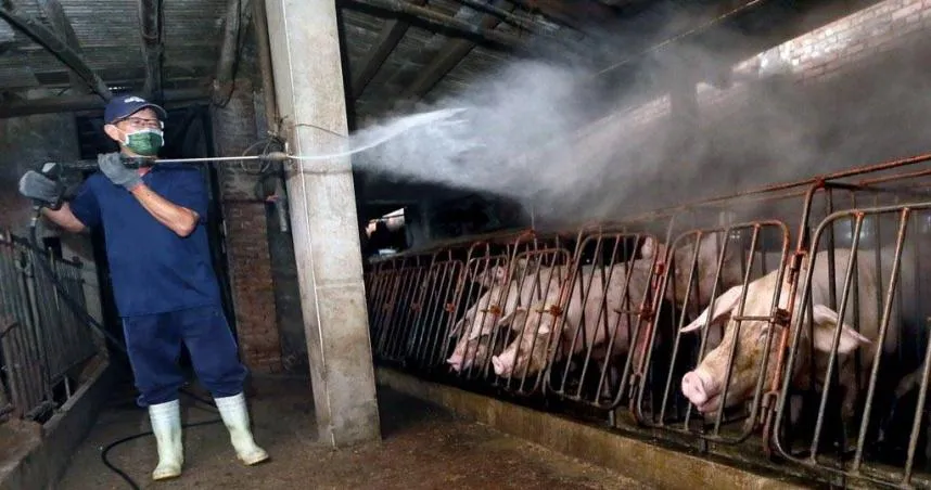 台中豬場爆非洲豬瘟！　豬農兒：沒想害台灣產業