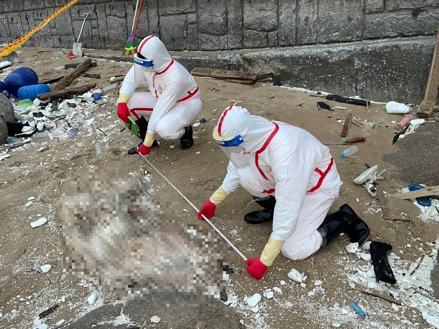 影/馬祖北竿沙灘驚見「海漂豬屍」　海巡火速焚毀、掩埋