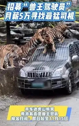 影/有膽再來！陸動物園招募最猛司機　月薪21萬需勇闖虎山熊窩