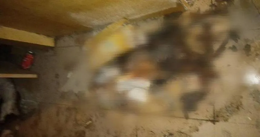 花蓮男高雄租屋虐死3貓1狗　屍體腐爛滲血水、房東崩潰