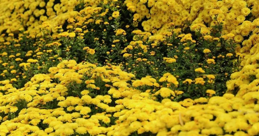 3生肖九九重陽遇「天月星」　健康消耗小心舊疾復發