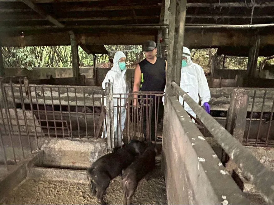 疑染疫場豬肉製品流竄新北！市府緊急要求停售送驗