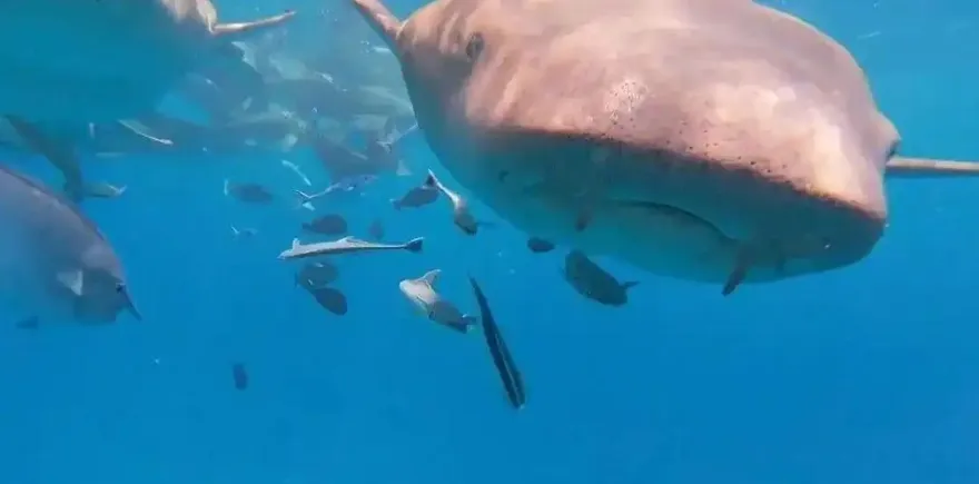 影/鯊魚胃長這樣？陸男潛水相機被吞後吐出　意外拍下「胃鏡片」