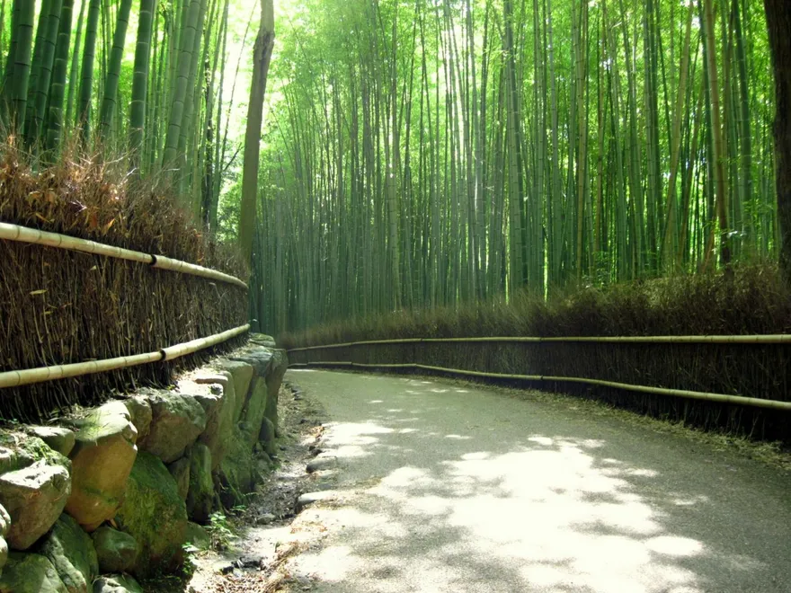 遊客超愛去！京都嵐山竹林小徑附近疑似熊出沒　2天累計5通報