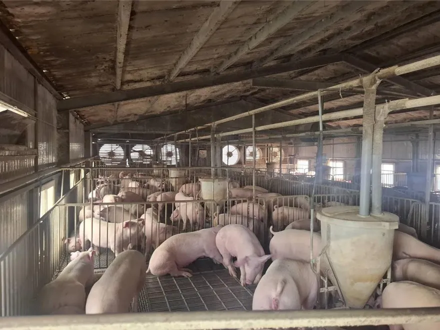 亞洲唯一！台灣重返非洲豬瘟非疫區　世界動物衛生組織核可三大清淨國