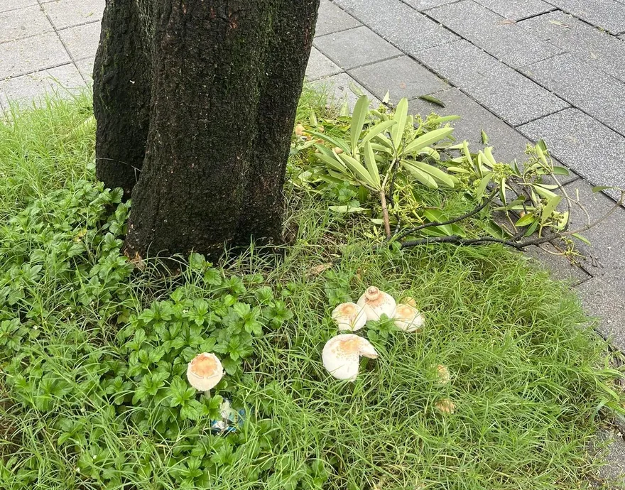 連日大雨！台北市路邊長毒菇　居民無奈：要發霉了