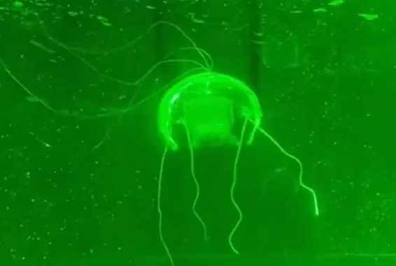 水下幽靈！陸研發水母仿生機器人　可實現近乎無聲深海隱蔽監測