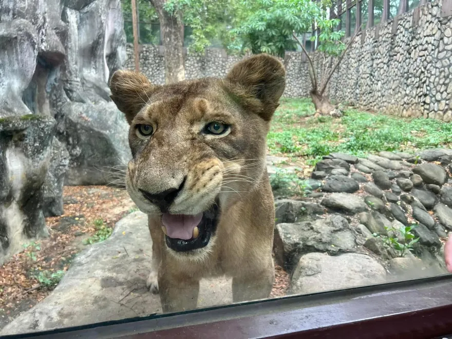 不捨！壽山動物園非洲獅「大姊」癌逝　享年20多歲