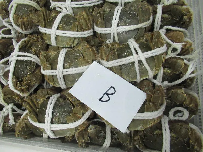 陸大閘蟹又違規！驗出禁藥「磺胺嘧啶」近4公噸退運銷毀