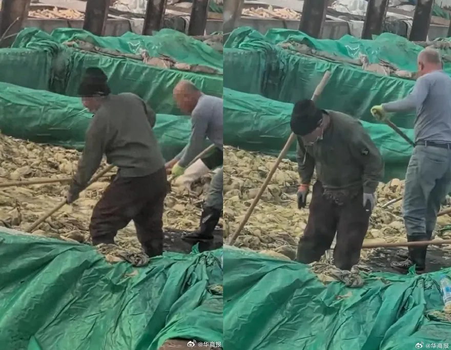 影/陸爆噁心酸菜！工人赤腳踩「還抽菸吐痰」加料　官方急介入