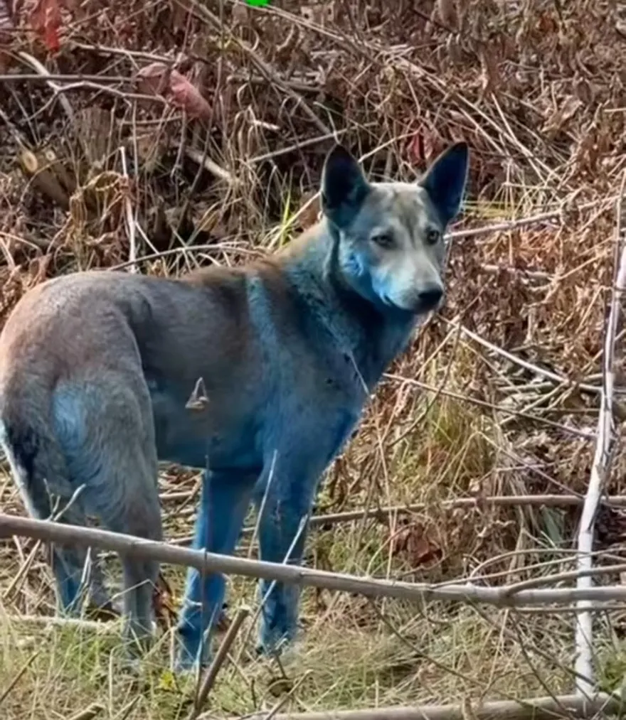 影/突變？烏克蘭車諾比核災禁區出現藍色流浪狗　目前未能抓獲
