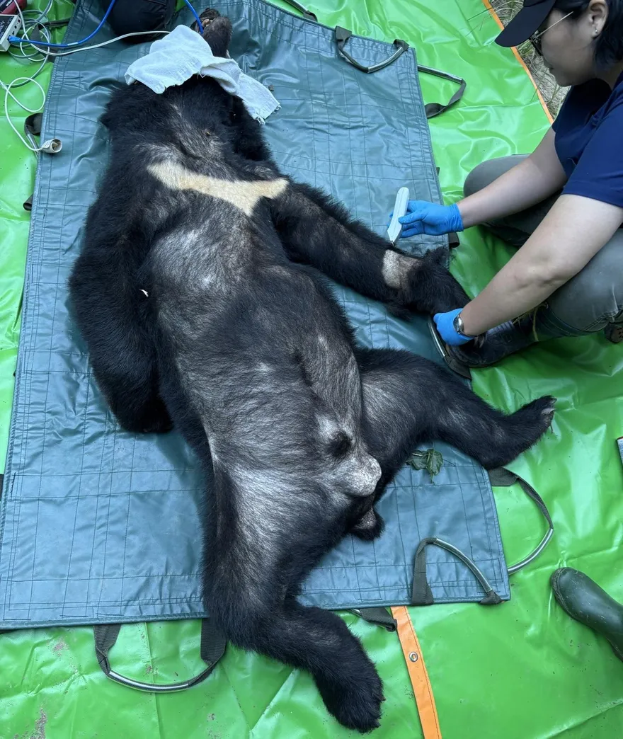 影/台灣黑熊闖卓溪「自助吃雞」　野放超迅速回家畫面曝