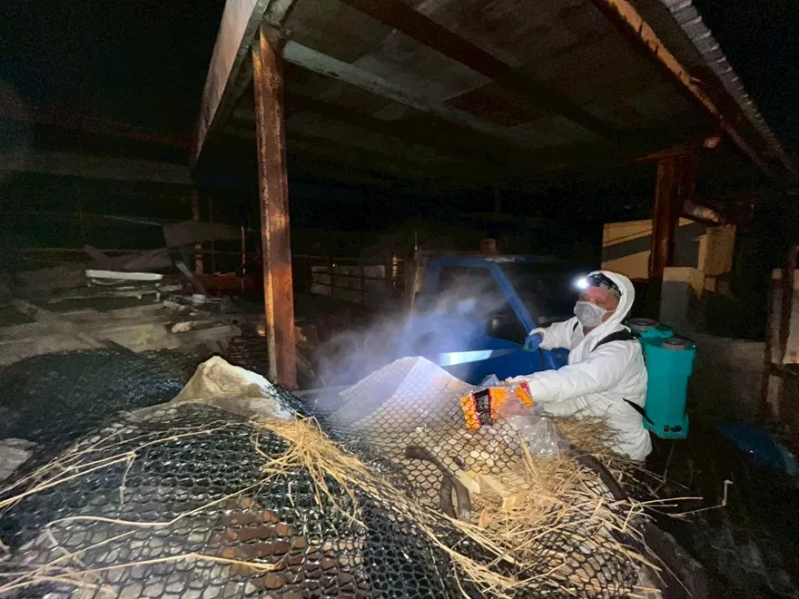 非洲豬瘟病毒破口不在邊境？沈政男酸陳時中：難怪3+11破口查不到