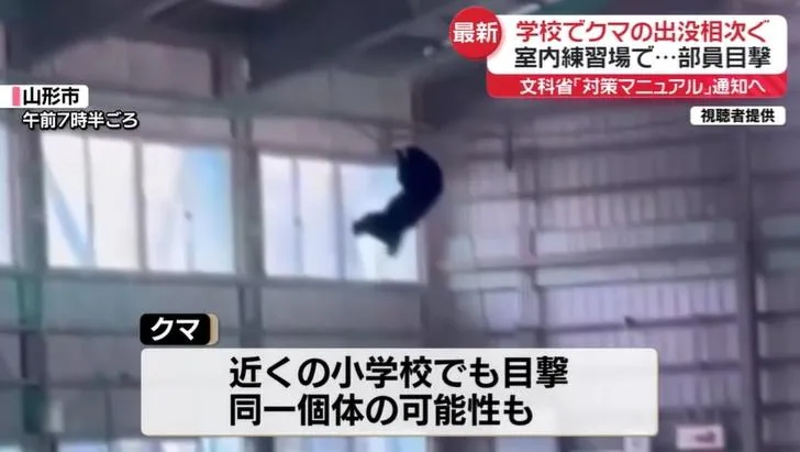 影/日本各地熊襲頻傳　高中體育館驚現熊「爬網搖晃」