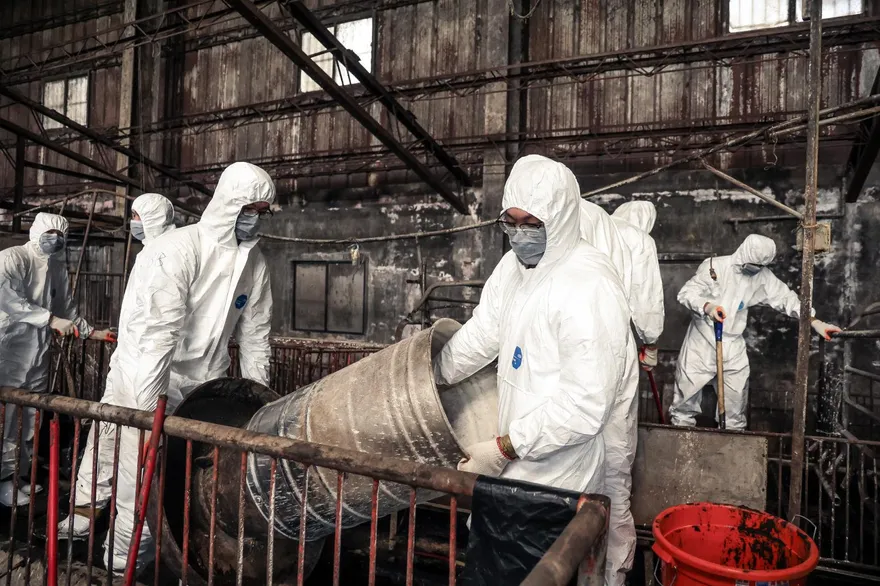 「防疫即作戰」陸軍十軍團派兵赴非洲豬瘟案場協助清消