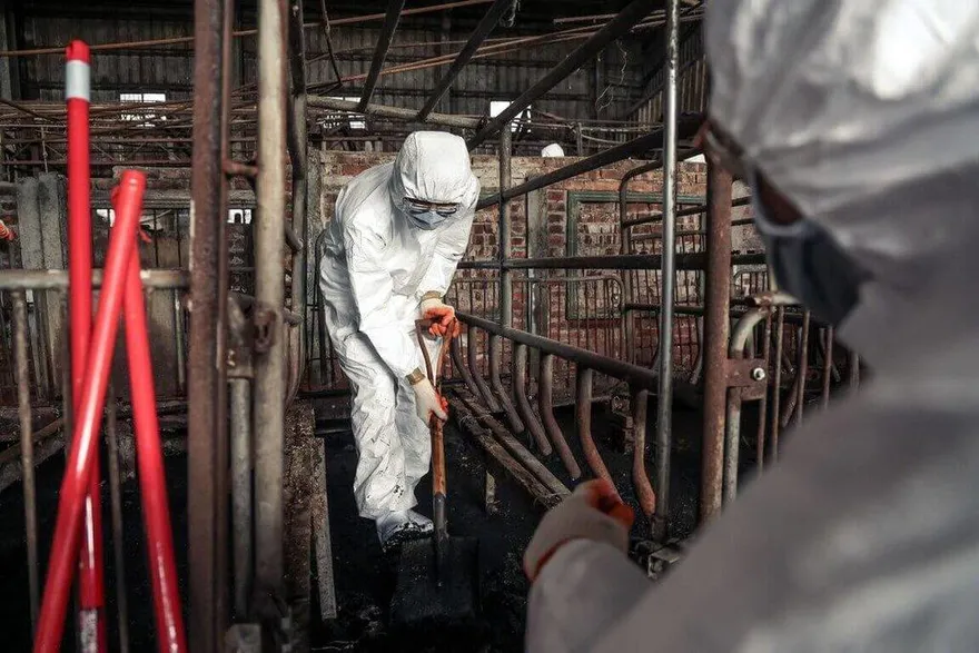 台中非洲豬瘟場3度採檢陽性　將採樣飼主住家環境