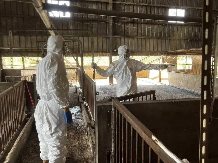 影/豬瘟疫情鎖在台中梧棲養豬場　案主家檢測全陰性