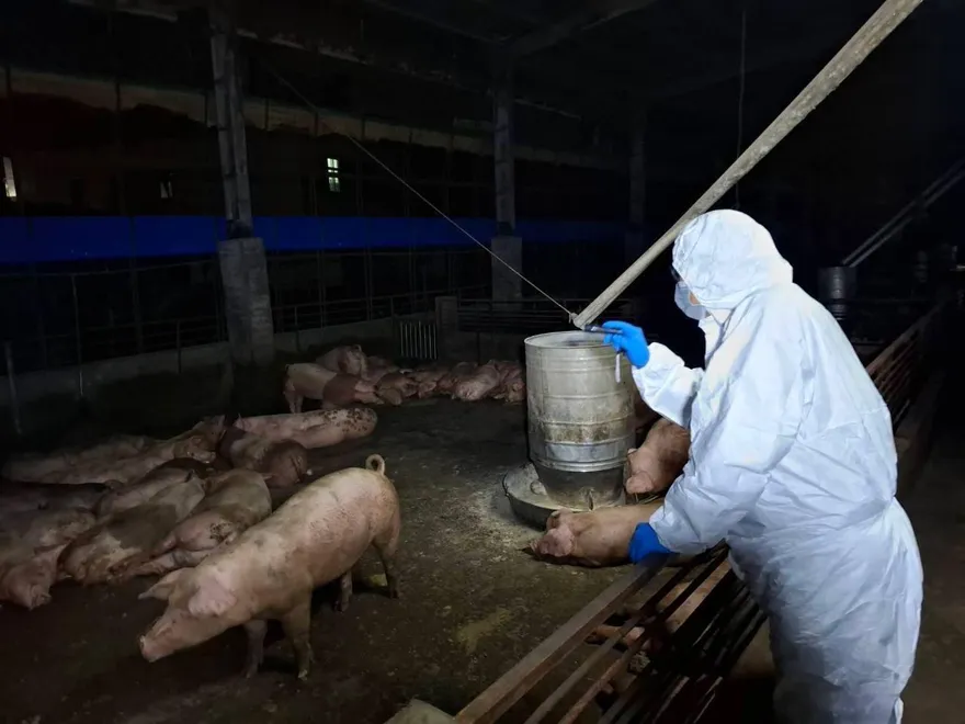 擔心豬瘟肉上餐桌？石崇良：已開發檢驗方式、由醫檢師執行