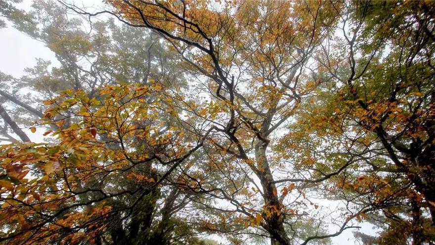 秋天追「金」趣！太平山山毛櫸轉黃　週末車輛管制限200輛