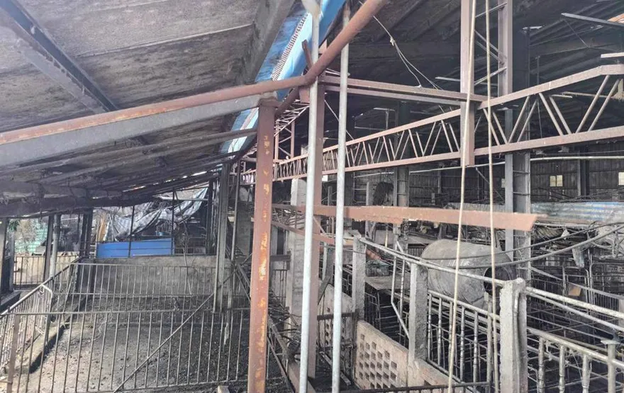 台中動保處人員擅自清消非洲豬瘟案場　副市長：無人下令但難辭其咎