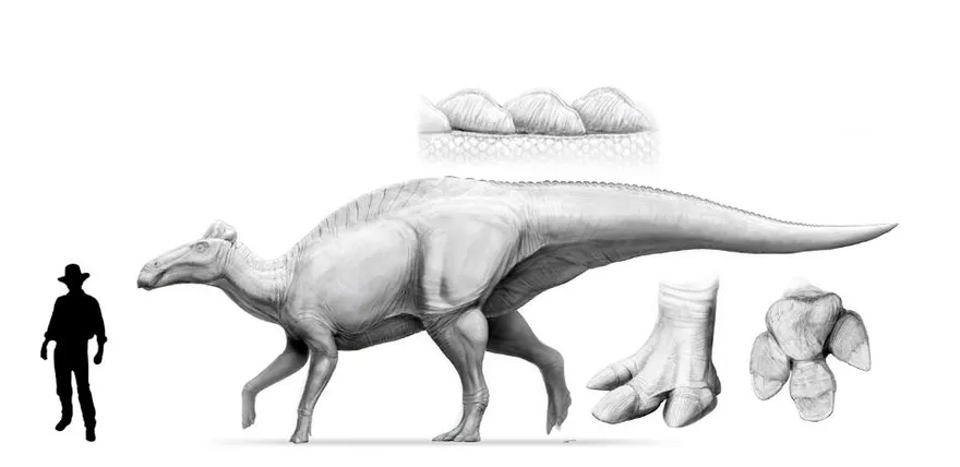 美懷俄明州發現恐龍「木乃伊區」　皮膚完整、腳部有蹄