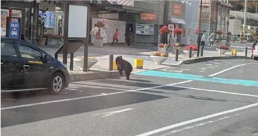 熊襲受害者+1！日嬤陳屍山區「臉部嚴重撕毀」　出沒車站嚇壞人