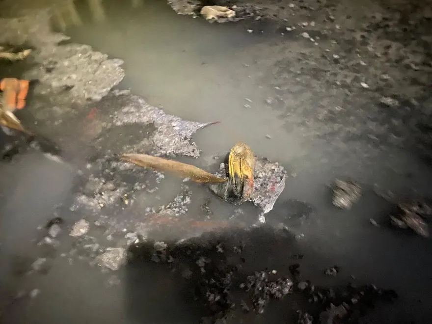 以為水溝漂人腿！警消獲報急打撈　一看竟是樹枝