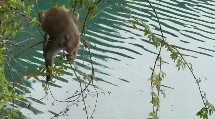 影/日月潭獼猴攀細枝摘果「不怕落水？」　專家解釋了