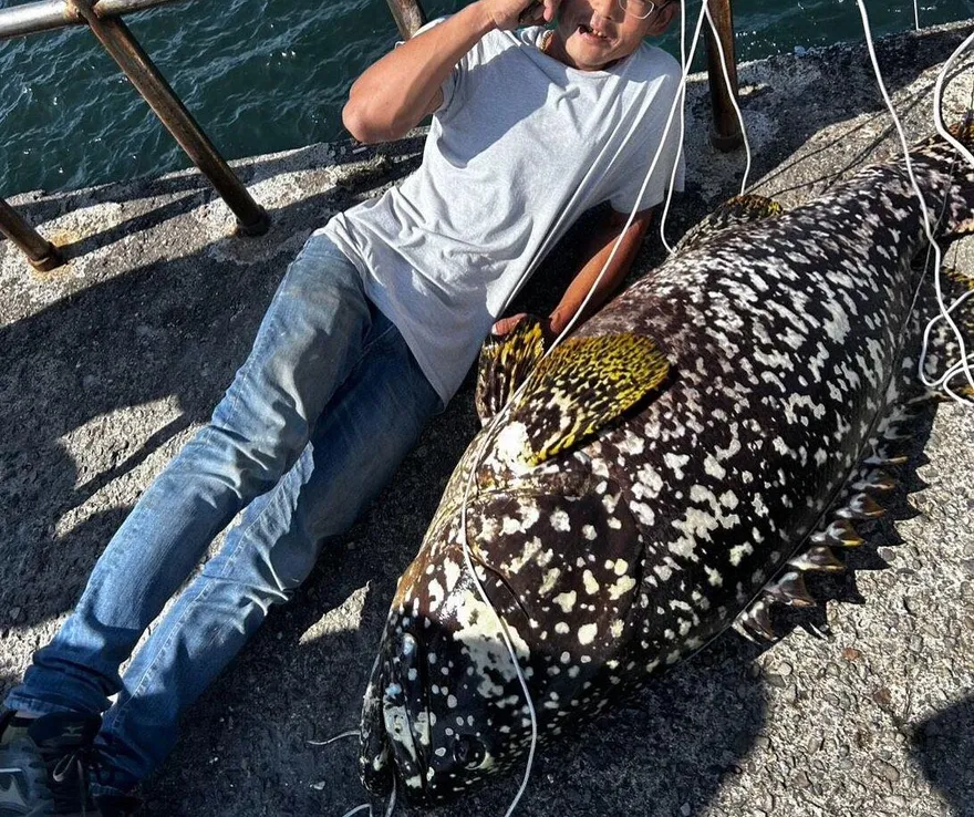 影/台南驚見「海中王者」被捕獲！130斤龍膽石斑上鉤