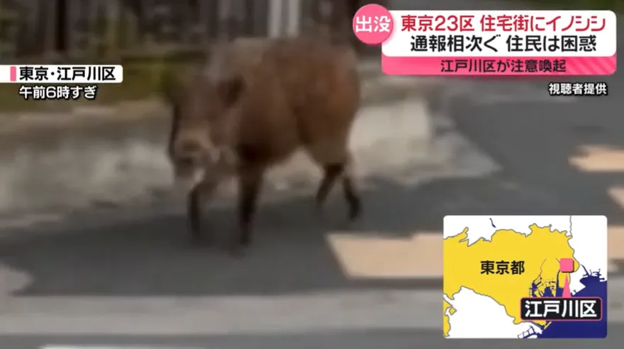 影/東京街頭驚現「1米長野豬」狂奔　民眾嚇通報、當局籲勿靠近