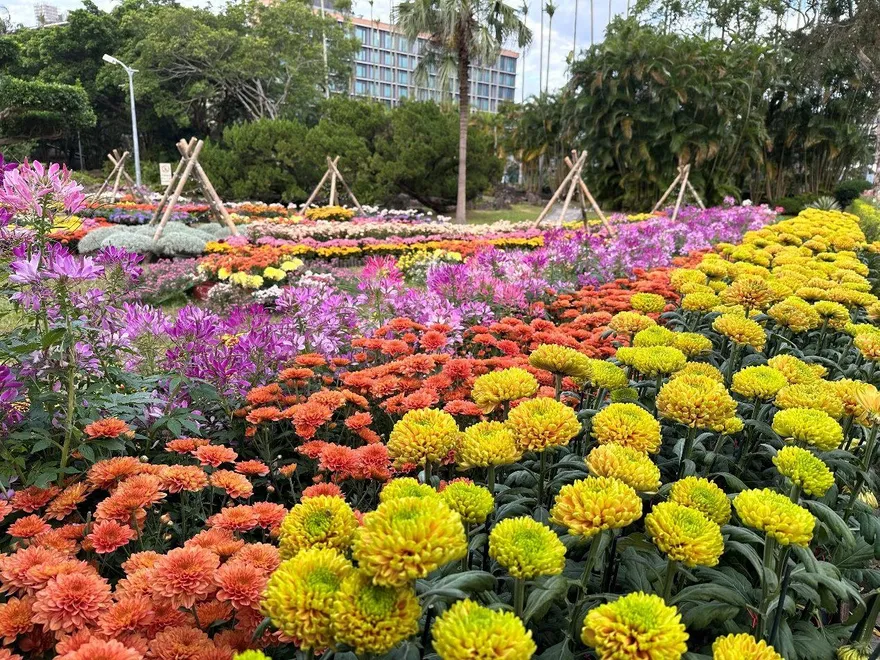 2025士林官邸菊展11/28登場　15展區打造花藝冒險