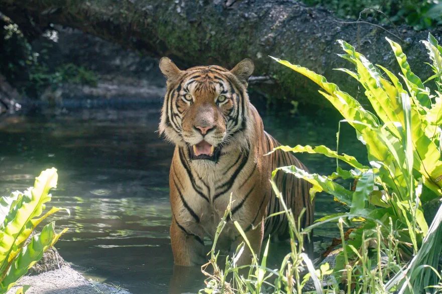 影/馬來虎「Arhaa」現蹤台北動物園熱雨區！與Shima互動融洽