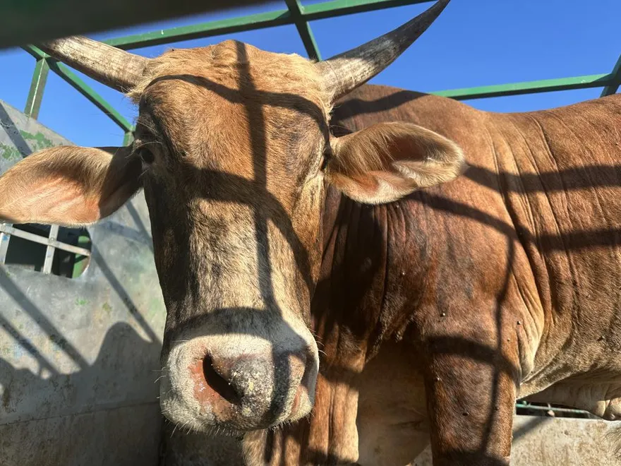 影/埔里老黃牛遭拖拉流血受傷　台南觀音家佛學會接手照護