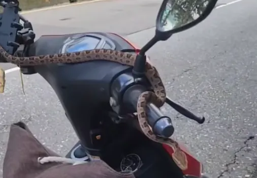 影/騎到一半手癢癢的！女騎士低頭驚見「龜殼花掛龍頭」