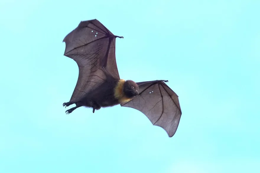 保育類台灣狐蝠出沒花蓮市區　專家：族群約166隻