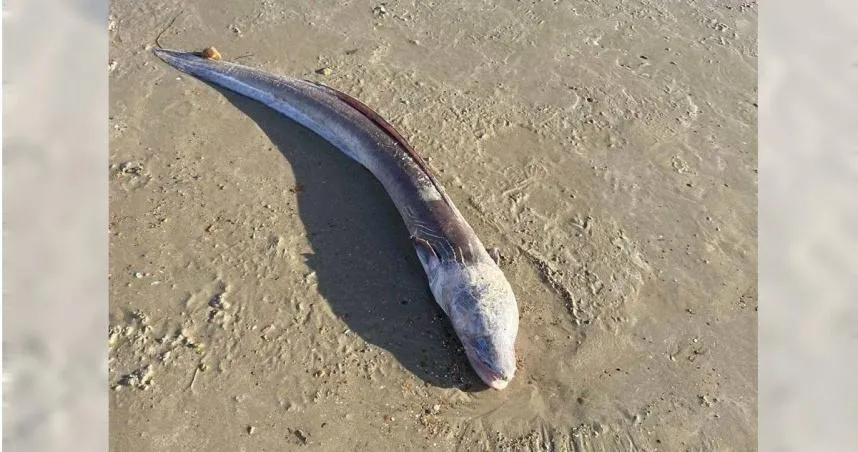 有如電影中傳說生物！英海灘驚現巨大海鰻　民眾看傻眼
