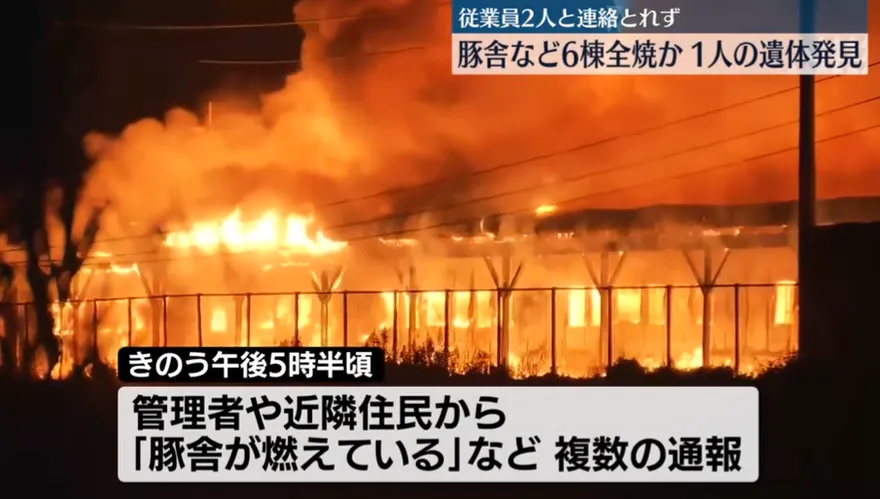 影/3千頭豬葬火海！鳥取養豬場大火2失蹤　消防灌救15小時