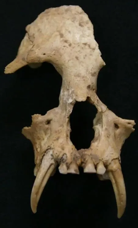 2千年前皇家寵物出土！秦始皇祖母陵墓長臂猿證實為滅絕新物種