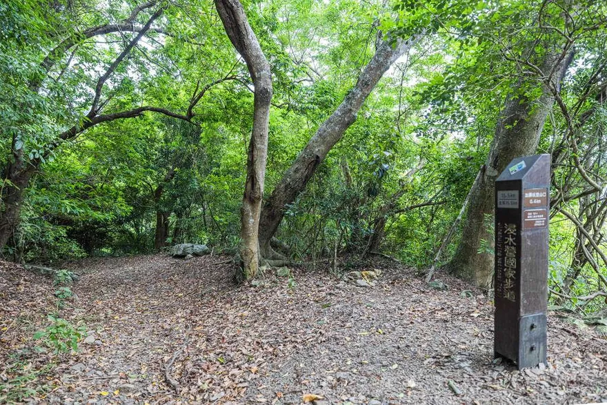 鳳凰來勢洶洶！北大武山、浸水營步道11/10起預警性關閉