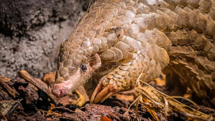 肝臟嚴重受損！出生台北的穿山甲「潤喉糖」　病逝布拉格動物園