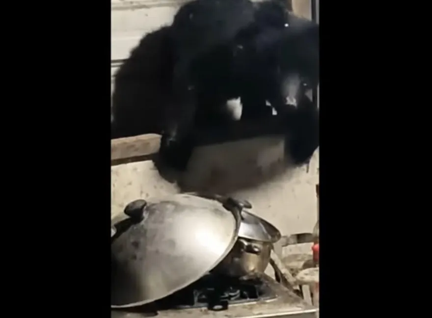 影/近距離接觸！花蓮小黑熊翻窗夜闖民宅覓食　網：萌呆了