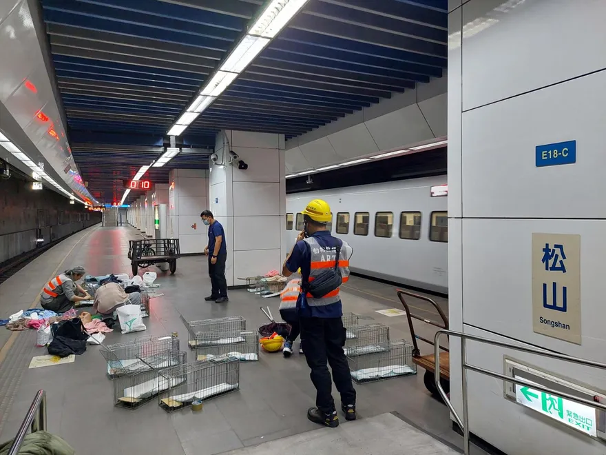 寵物貓受驚誤闖松車軌道！北市動保處連夜救援仍無蹤影