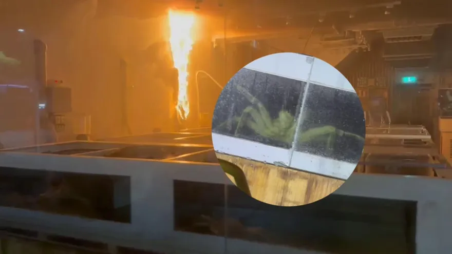 影/高雄知名連鎖生鮮超市大火！帝王蟹、龍蝦慘遭「隔水加熱」