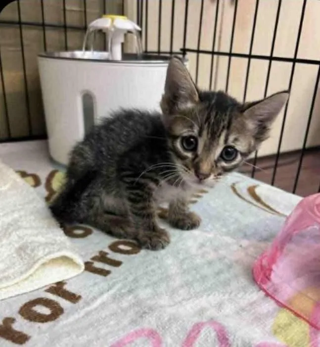 微波爐虐貓案大逆轉？高雄男疑遭「AI照栽贓」怒喊告